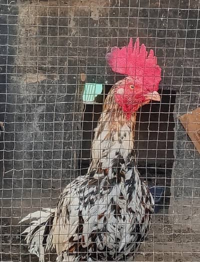 ASEEL BENGUM FOR SALE