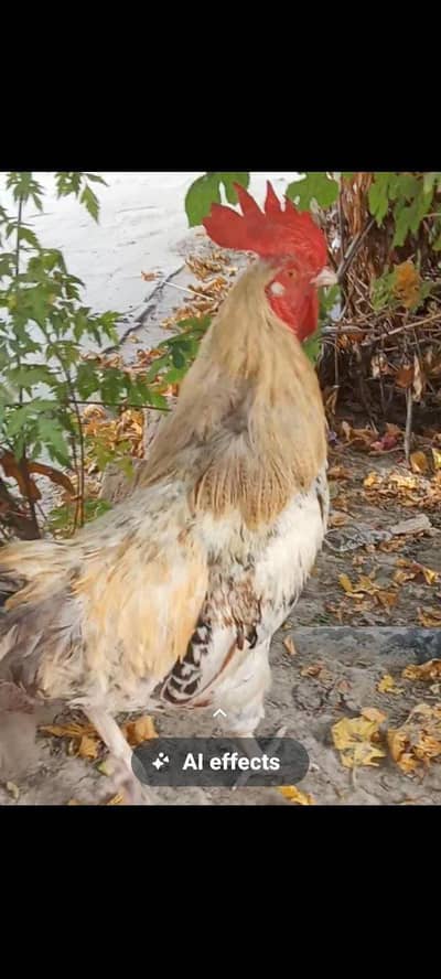 Mianwali Aseel Murghian murghy pathian pathy for sale