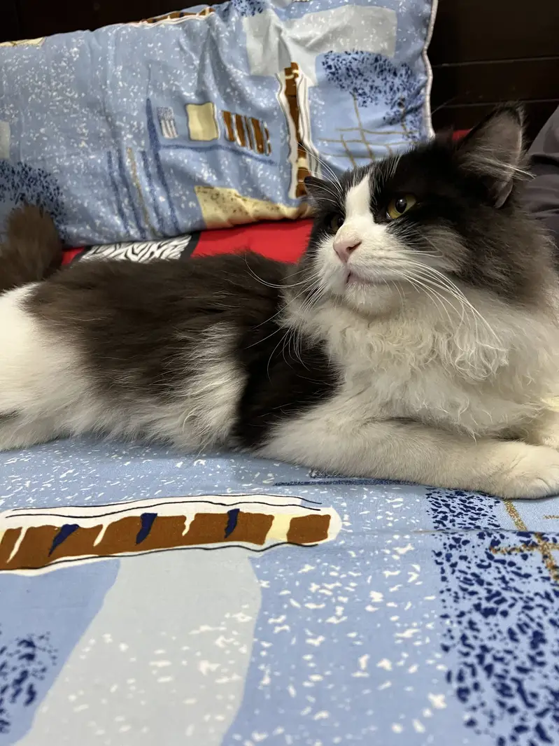 Fluffy Black & White Male Cat for Sale — photo 2