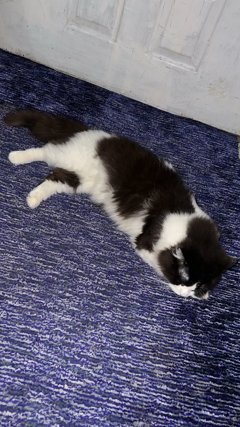 Fluffy Black & White Male Cat for Sale — photo 3