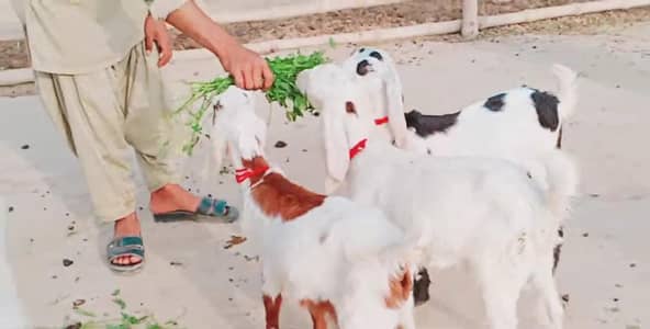 3 Bacchon Ka Sath Desi Bakri For Sale 03207376273