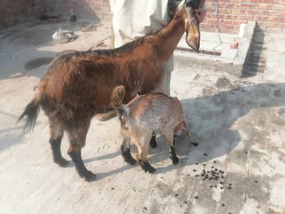 bakri nagri 1 bahi sat 03004021429