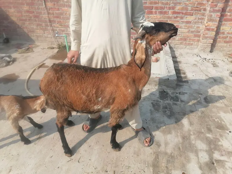 bakri nagri 1 bahi sat 03004021429 — photo 2