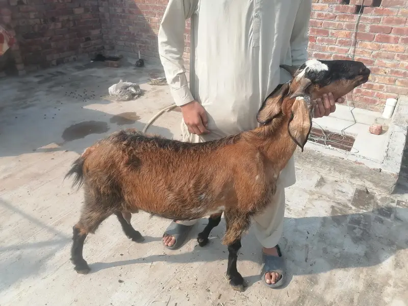 bakri nagri 1 bahi sat 03004021429 — photo 3