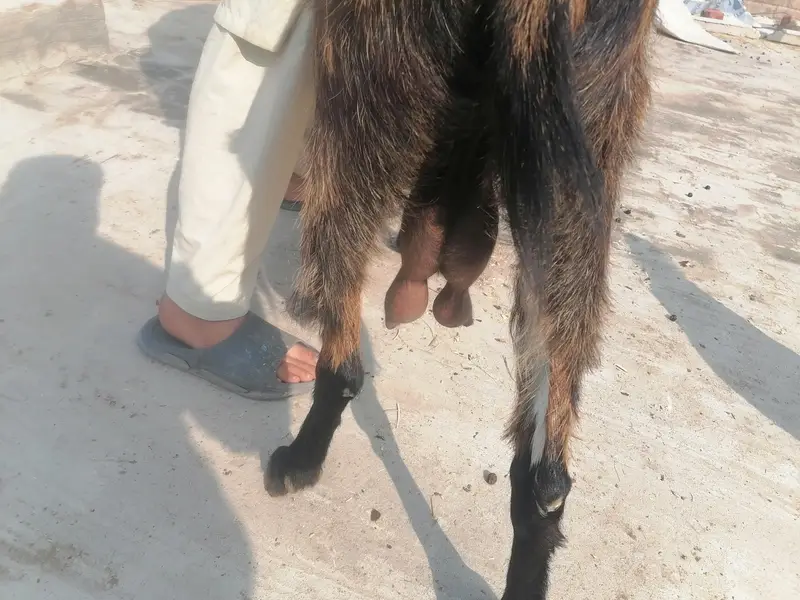 bakri nagri 1 bahi sat 03004021429 — photo 4