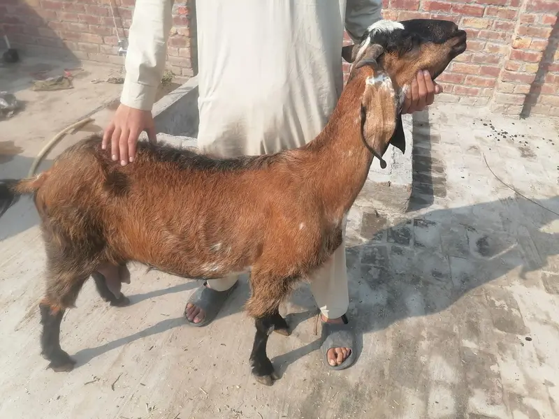 bakri nagri 1 bahi sat 03004021429 — photo 5
