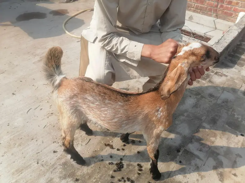 bakri nagri 1 bahi sat 03004021429 — photo 6