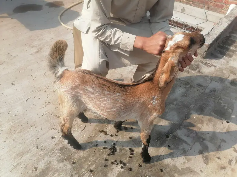 bakri nagri 1 bahi sat 03004021429 — photo 7