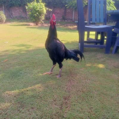 Barmi aseel Patha for sale