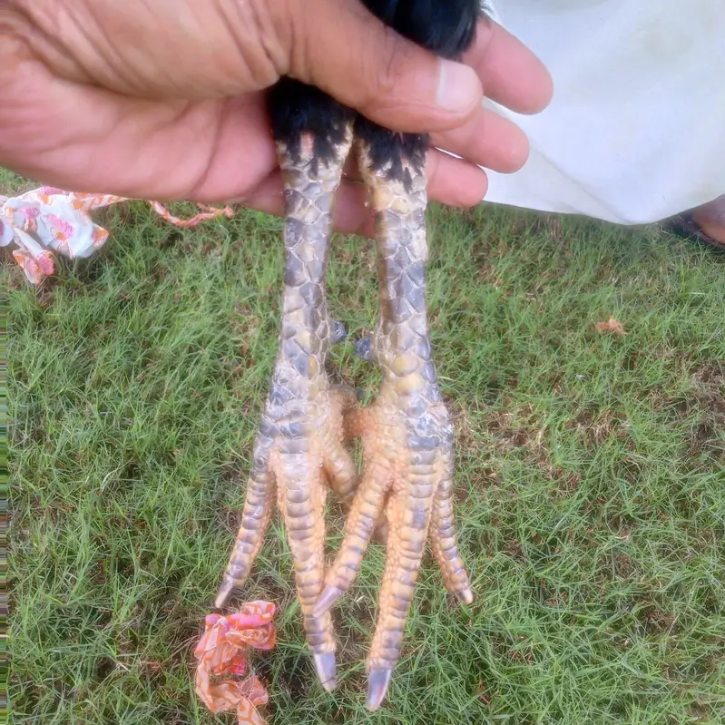Barmi aseel Patha for sale — photo 5