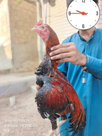 lakha assel