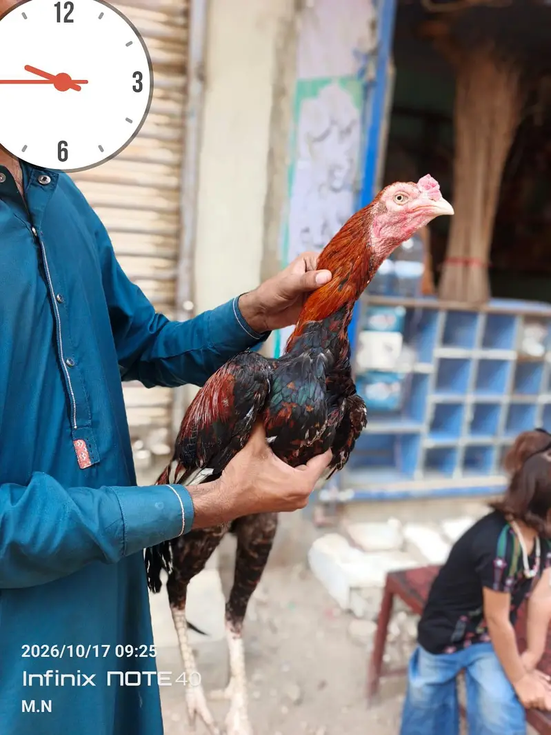 lakha assel — photo 3
