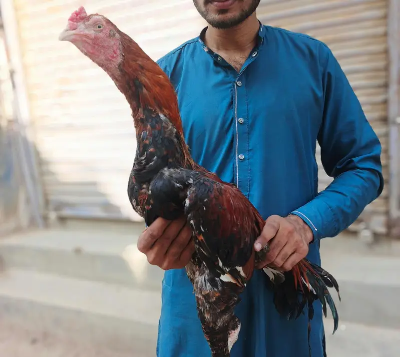 lakha assel — photo 4