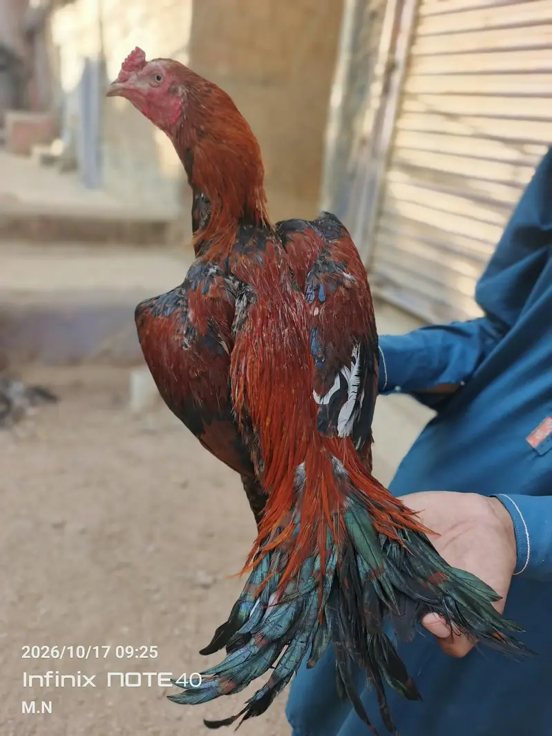 lakha assel — photo 5