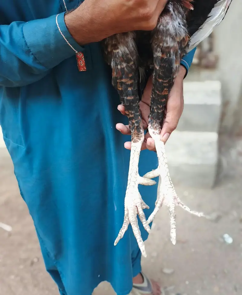 lakha assel — photo 6