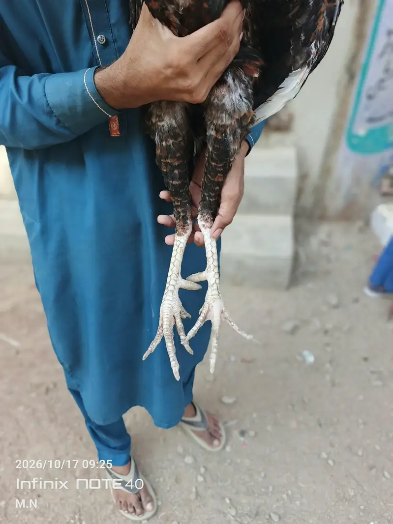 lakha assel — photo 7