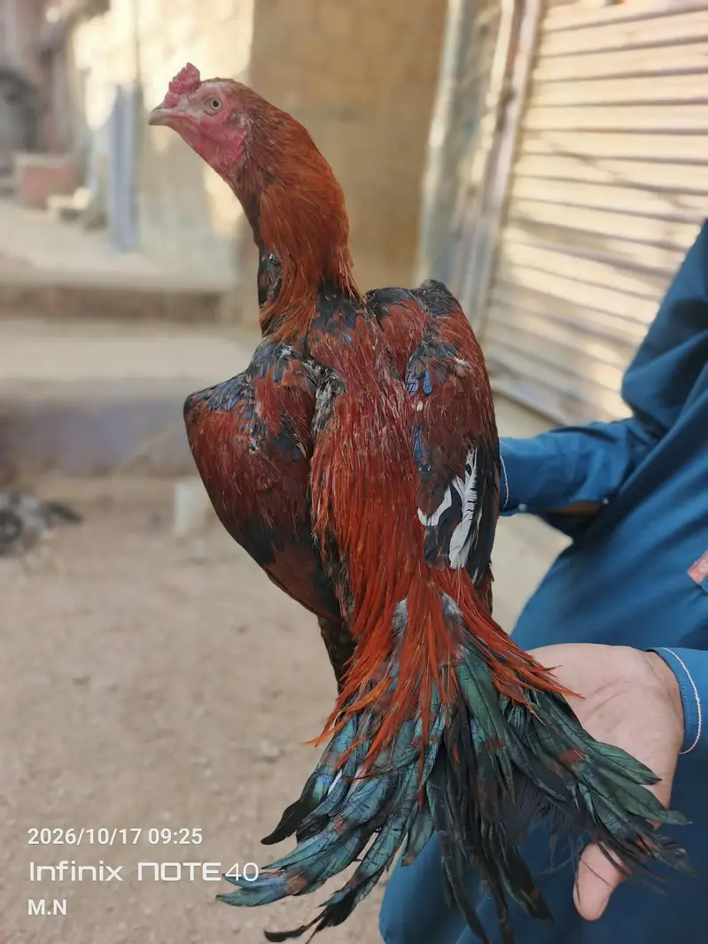 lakha assel — photo 8