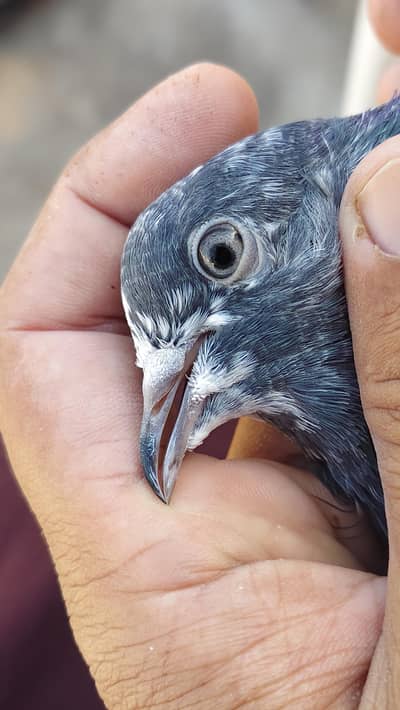 Ferozpuri breeder Female.