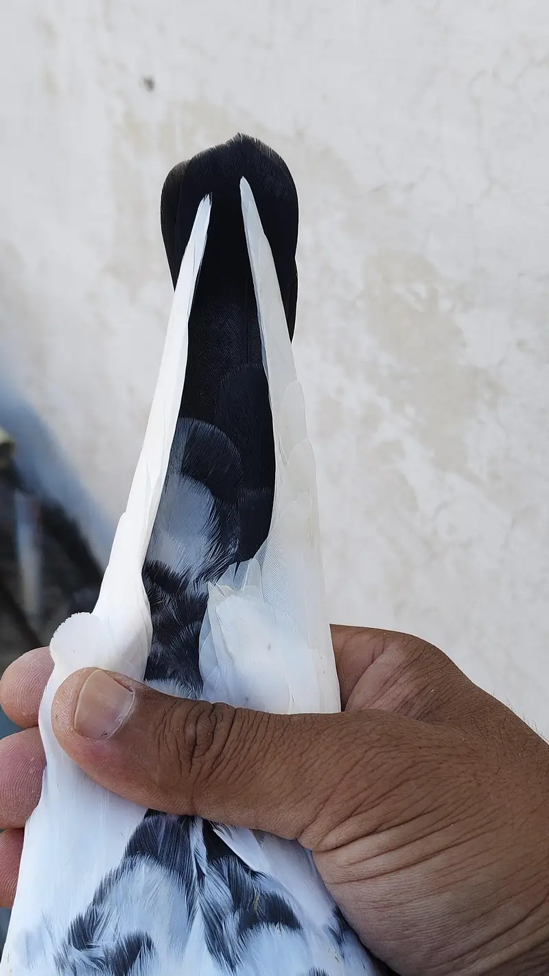 Ferozpuri breeder Female. — photo 4