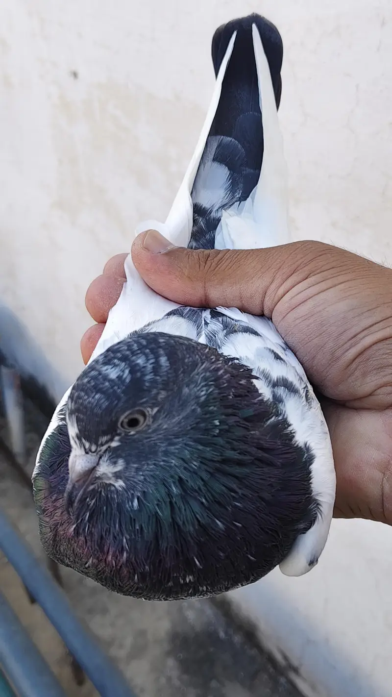 Ferozpuri breeder Female. — photo 5