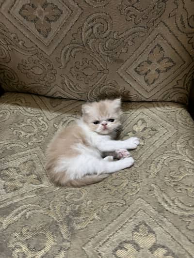 Triple coat piki face kitten
