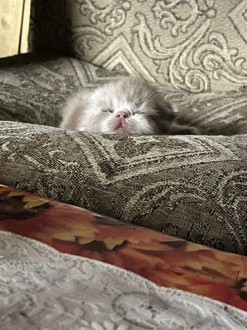Triple coat piki face kitten — photo 2