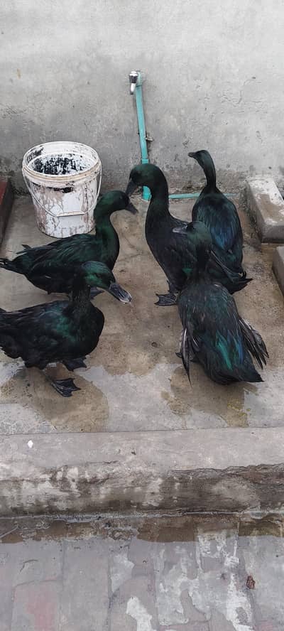 black Cayuga males, eggs for sale
