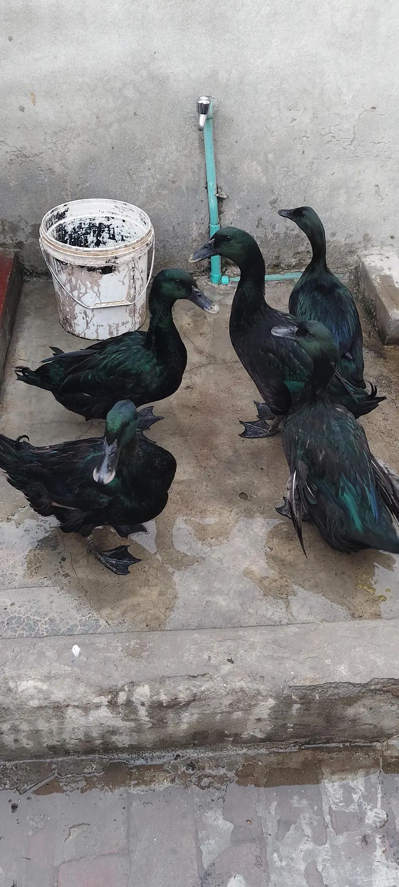 black Cayuga males, eggs for sale — photo 2