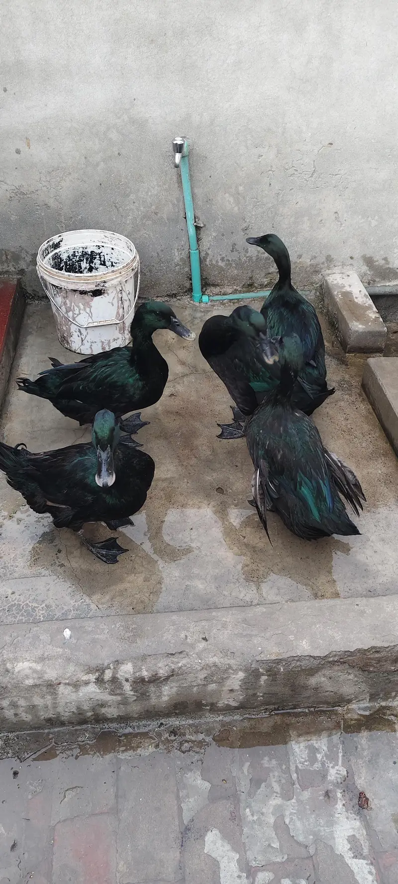 black Cayuga males, eggs for sale — photo 3