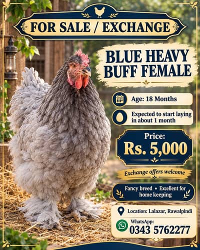 exchange bi ho skti aseel / desi morgion kay satg