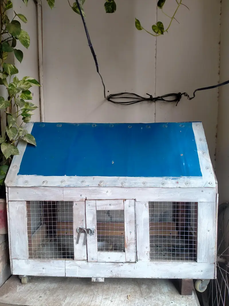 5 Australian Parrots with Wooden Cage Complete Setup — photo 2