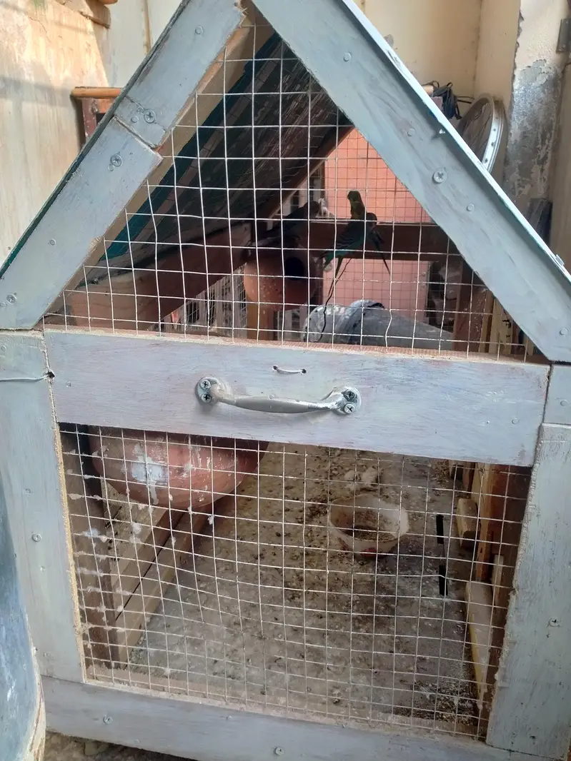 5 Australian Parrots with Wooden Cage Complete Setup — photo 3