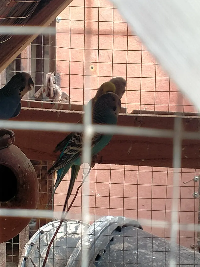 5 Australian Parrots with Wooden Cage Complete Setup — photo 4