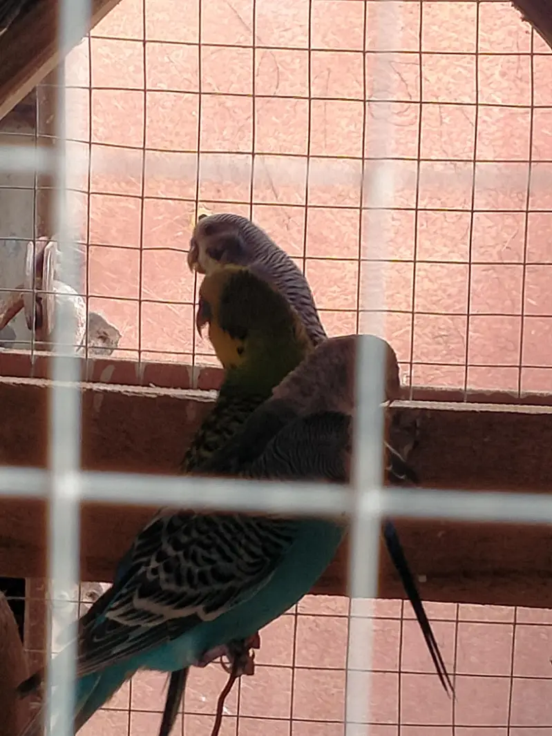 5 Australian Parrots with Wooden Cage Complete Setup — photo 5