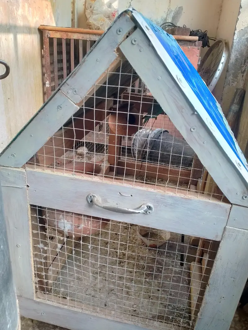 5 Australian Parrots with Wooden Cage Complete Setup — photo 6