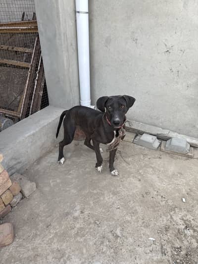 Bulli female