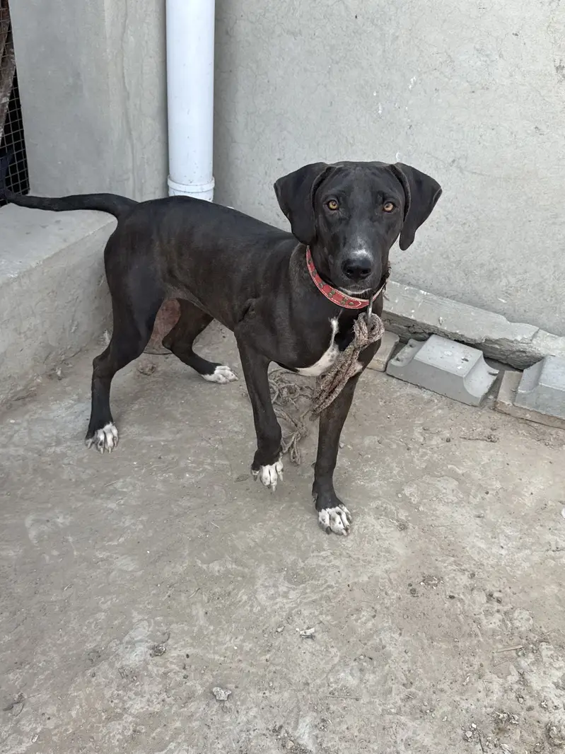 Bulli female — photo 2