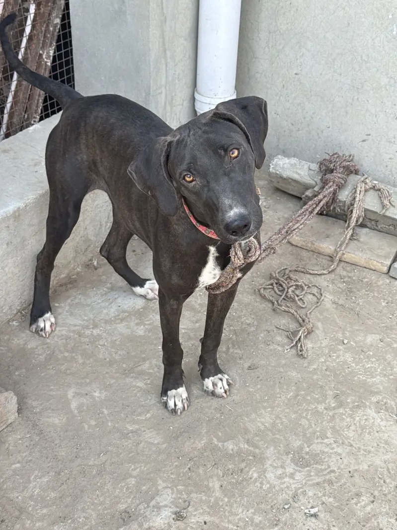 Bulli female — photo 3