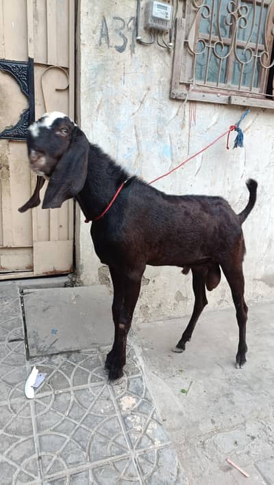 pure Betal Bakra A 1 Quality
