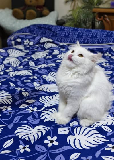 Beautiful fertile Persian cat for sale along with accessories