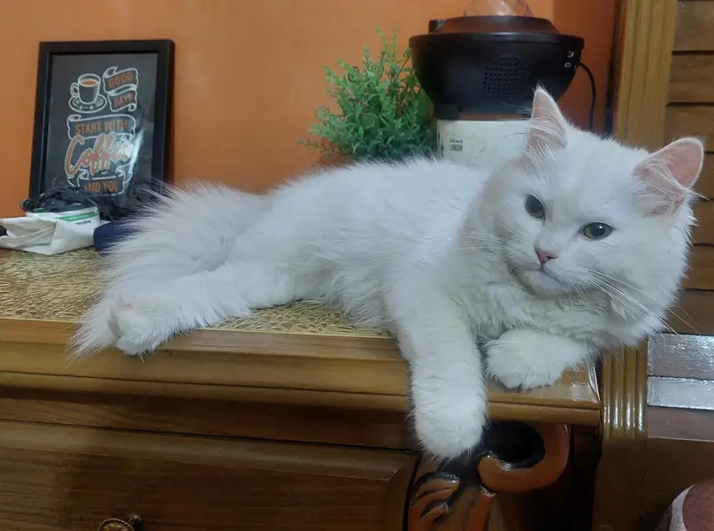 Beautiful fertile Persian cat for sale along with accessories — photo 3