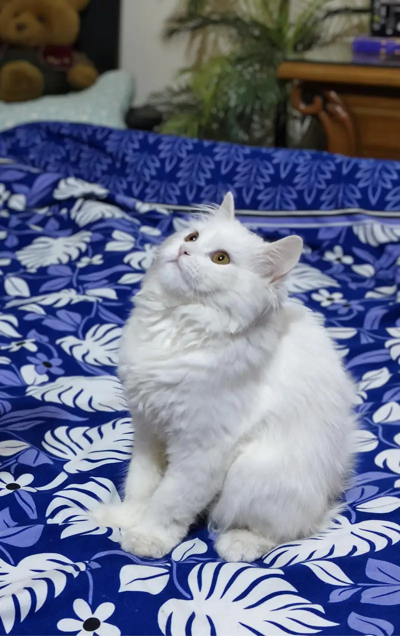 Beautiful fertile Persian cat for sale along with accessories — photo 4