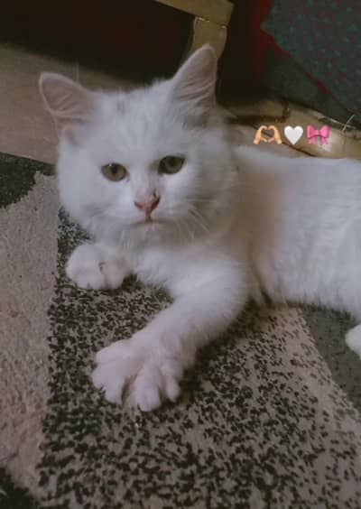 female Persian cat 