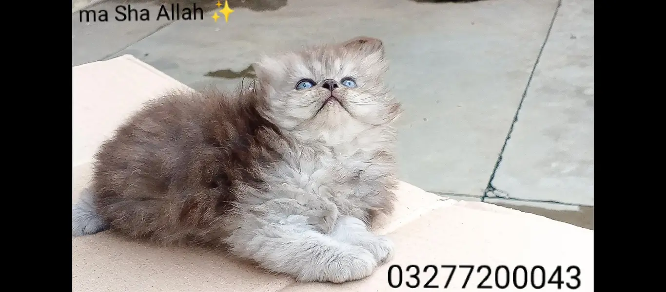pure pershion tripple coated import quality punch face kitten — photo 3