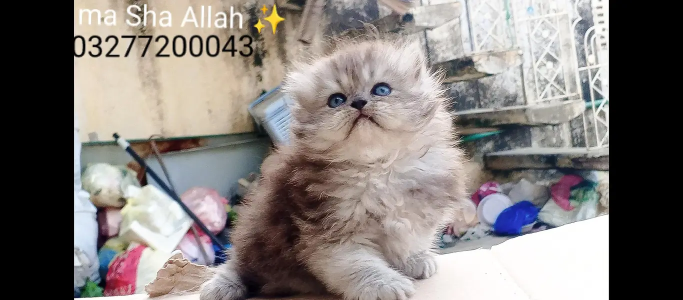 pure pershion tripple coated import quality punch face kitten — photo 4