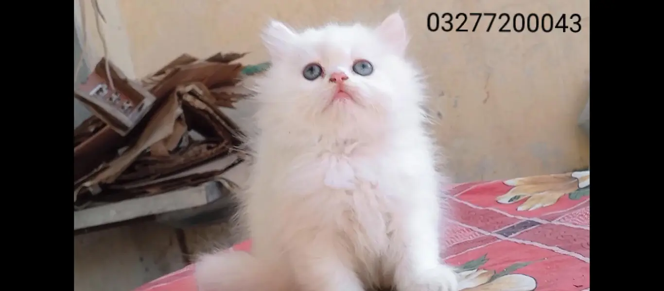 pure pershion tripple coated import quality punch face kitten — photo 5
