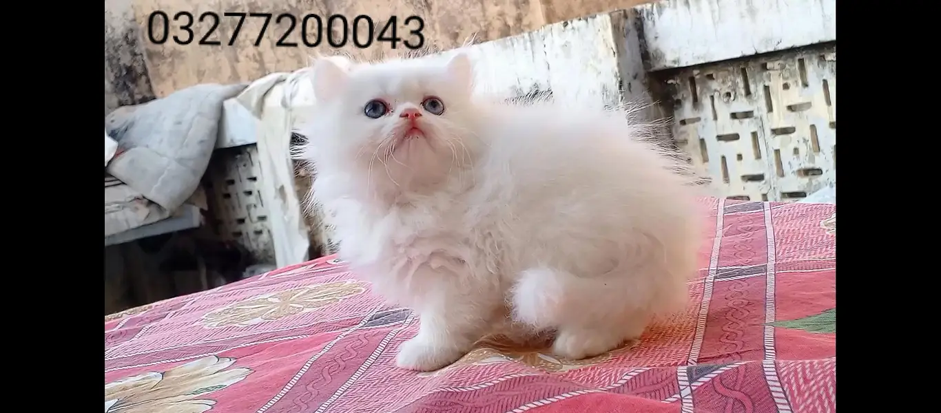 pure pershion tripple coated import quality punch face kitten — photo 8
