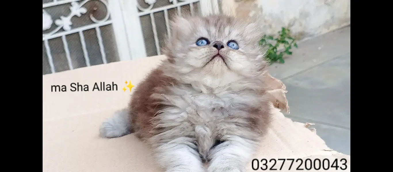 pure pershion tripple coated import quality punch face kitten — photo 9