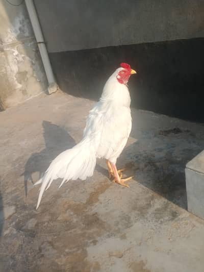 Heera White Aseel Eggs