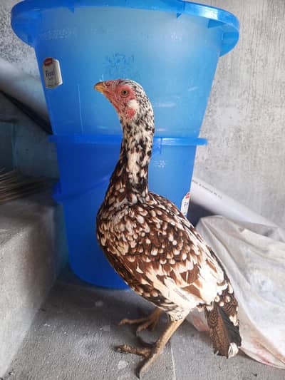 Hen for sale at good price